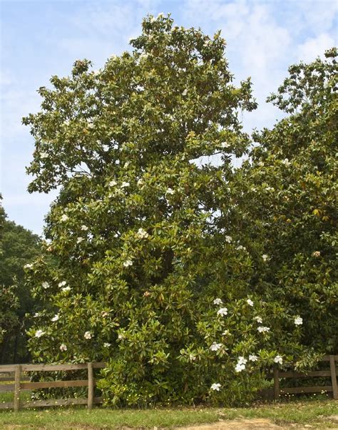 Southern Magnolia For Sale Buying And Growing Guide