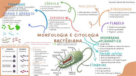 Morfologia E Citologia Bacteriana Morfologia E Citologia Bacterianas