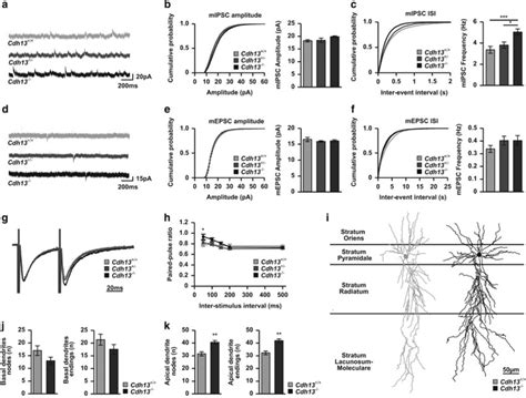 Hippocampal CA1 neurons from Cdh13 null mutant mice show increased ... 