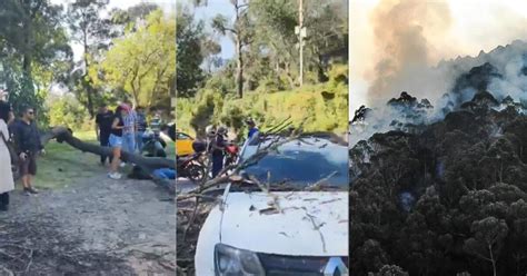 Curiosos Casi Terminan Aplastados Por Un árbol Mientras Veían El