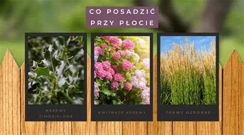 Co Posadzi Przy P Ocie Gardeneo