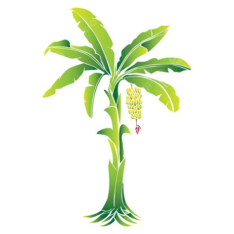 Gambar Pohon Pisang Png Vektor PSD Dan Clipart Dengan Background