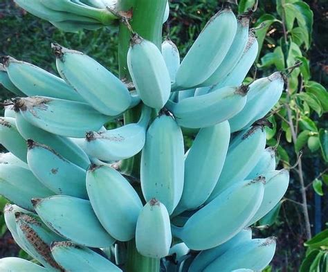 Viral Pisang Berkulit Biru Bernama Blue Java Banana