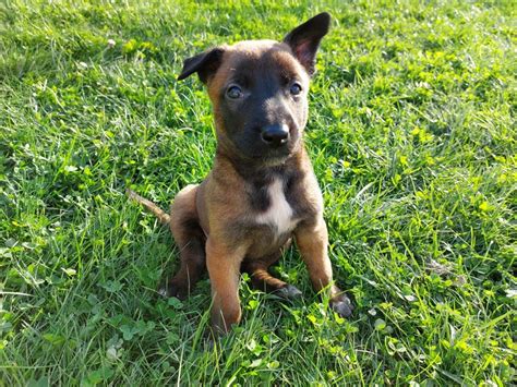 Owczarki Belgijskie Malinois Bielsko Bia A Olx Pl