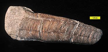 Carboniferous Wikipedia