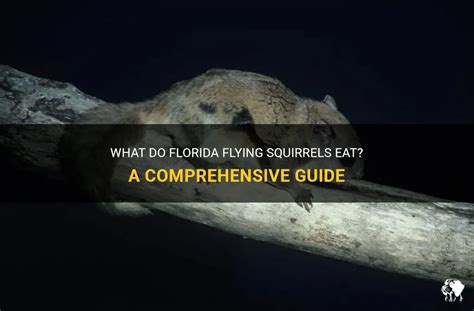 What Do Florida Flying Squirrels Eat A Comprehensive Guide Petshun