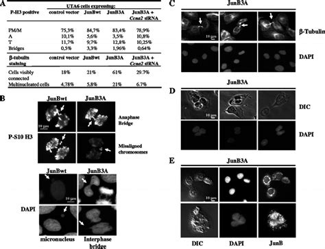 Late Mitosis Defects Induced By JunB And RNA Interference Experiments