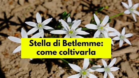 Stella Di Betlemme Consigli Per Coltivare La Pianta Dai Fiori Bianchi