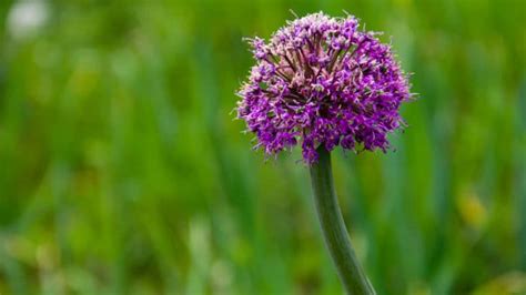 Entretien Du Potager Conseils Astuces Et Infos Pour Jardiniers