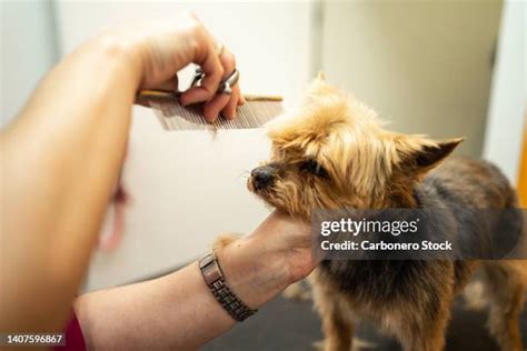 Cute Haircuts For Yorkies Photos And Premium High Res Pictures Getty