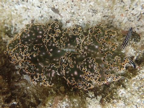 Diomedes Sapsucker From Pacific Ocean BCS MX On January 11 2020