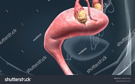 Females Internal Reproductive Organs Vagina Uterus Stock Illustration Shutterstock