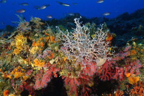 Il Parco Aderisce A Pelagos Parco San Rossore