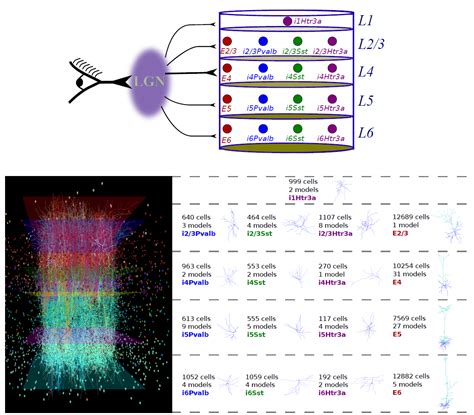 Models Of The Mouse Primary Visual Cortex Brain Map Org