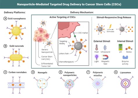 Nanoparticle Mediated Targeted Drug Delivery To Cancer Stem Cells Biorender Science Templates