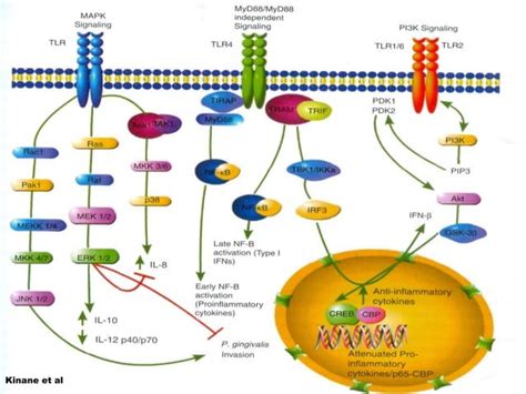 Immune Responses In Periodontal Disease Final Pptx