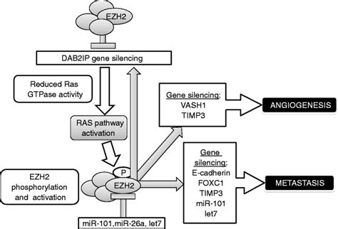 Molecular Networks Of Ezh2 Dependent Cancer Progression Ezh2 Is The