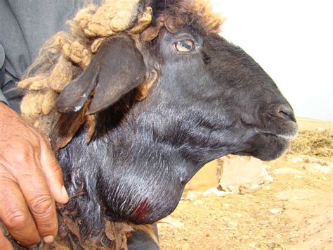 Caseous Lymphadenitis In Sheep And Goats Symptoms Treatment And