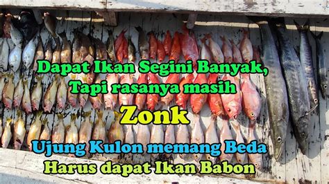 MANCING DI UJUNG KULON DAPAT BANYAK TAPI SERASA ZONK BANGET YouTube