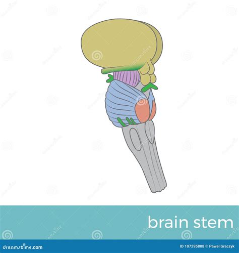 Brain Stem Human Brain Part Stock Photography