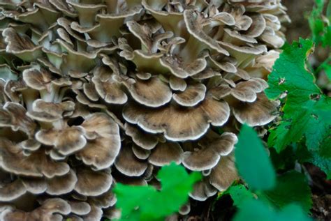 Maitake Grifola Frondosa ⋆ Fungi Natur