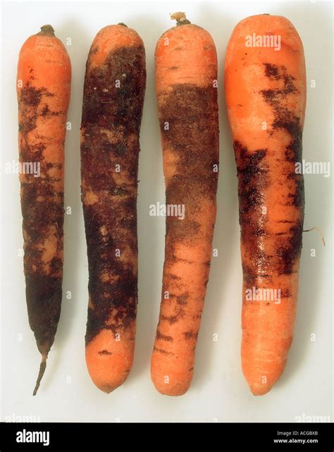 Violet Root Rot Helicobasidium Purpureum Root Infection On Carrots