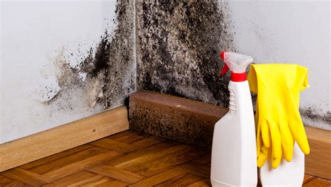 The Truth About Toxic Mold And How To Get Rid Of It Zillow