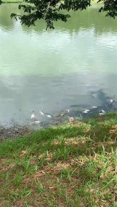 Cerca de sete mil peixes mortos são retirados da Lagoa da Pampulha