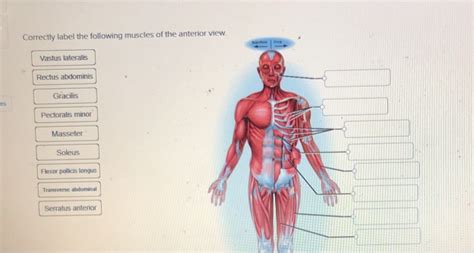 Solved Correctly Label The Following Muscles Of The Anterior