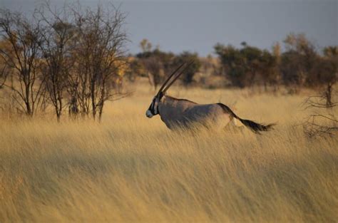 Early Human Migration Exploring The Role Of The Oryx