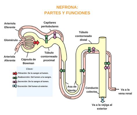 Nefrona Partes Y Funciones Filtracion C Psula Ciencias Naturales