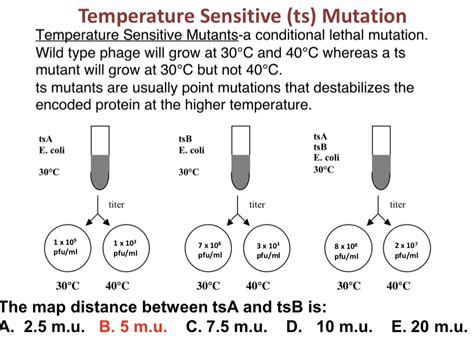 Solved Temperature Sensitive Ts Mutation Temperature