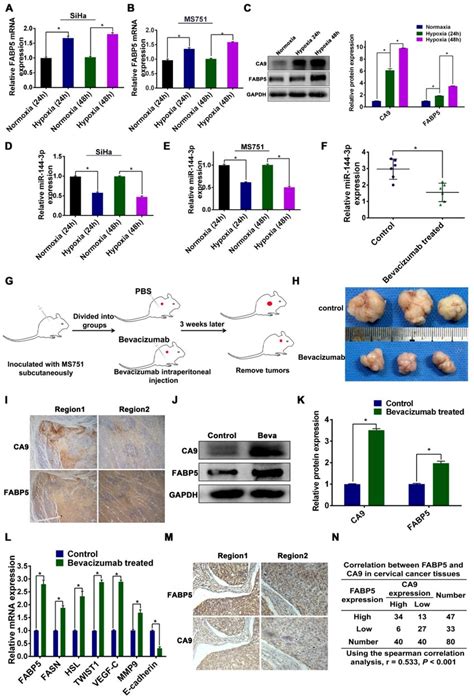 Hypoxia In The Regulation Of Mir P And Fabp Expression A C