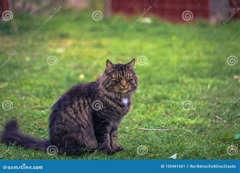 Norwegian Forest Cat on a Farm in the Swedish Archipelago, Sweden Stock ...