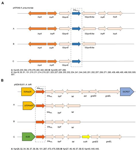 Comparison Of The Genetic Elements Surrounding The Bla KPC 2 And Bla