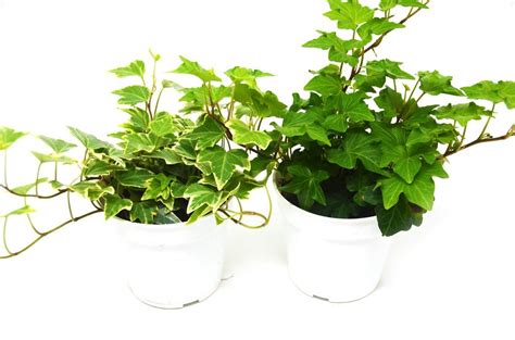 2 Ivy Variety Pack 4 Pot Live House Plants Plants Ivy Plants