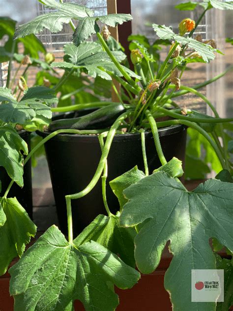 How To Grow Zucchini In Containers Counting Tomatoes