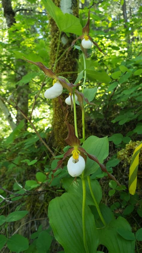 Mountain Lady S Slipper In May 2020 By Shane Hanofee INaturalist