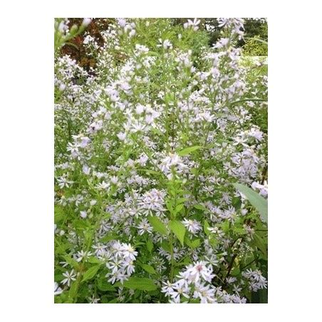 Aster Cordifolius Silver Spray Plante Vivaces Le Chatel Des Vivaces