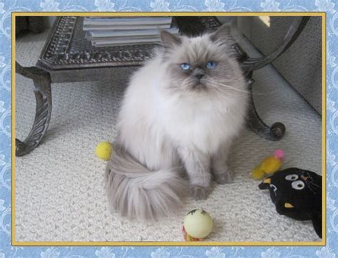 KaristaKats Female Himalayan Cats - New Jersey Cat Breeder of CFA Himalayan Kittens