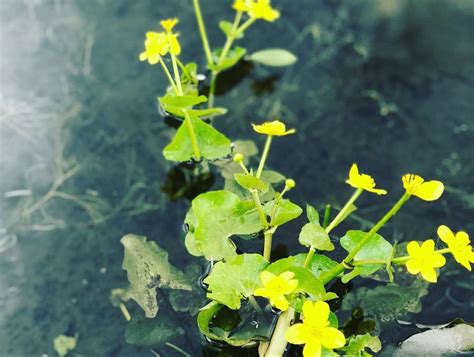 Купавка | Plants, Grapes, Garden
