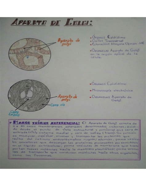 Solution Ucsur Dibujos Histologicos De Organelas Tejido Oseo Y