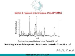 Differenza Tra Gram Positivi E Gram Negativi Ppt