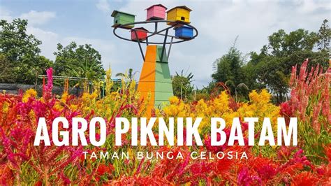 Wisata Agro Piknik Batam Area Peternakan Agromarina Bp Batam Ada Taman