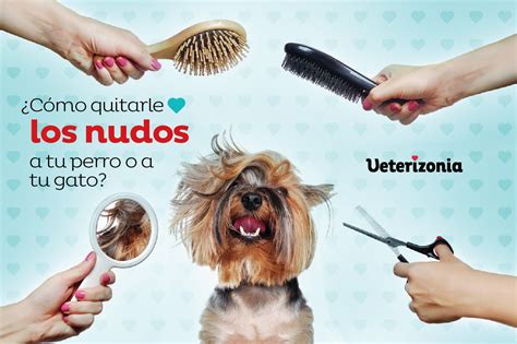 Consejos Para Prevenir Las Bolas De Pelo En Perros Peluquer A Bionatur