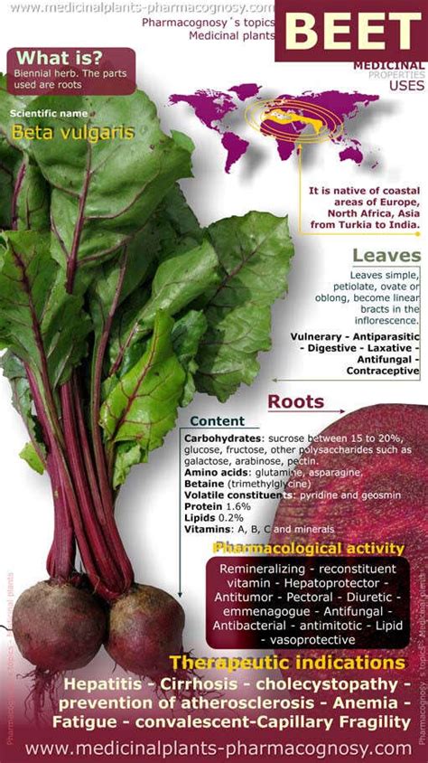 Beetroot Health Benefits Stock Illustration Download Image Now Benefits ...