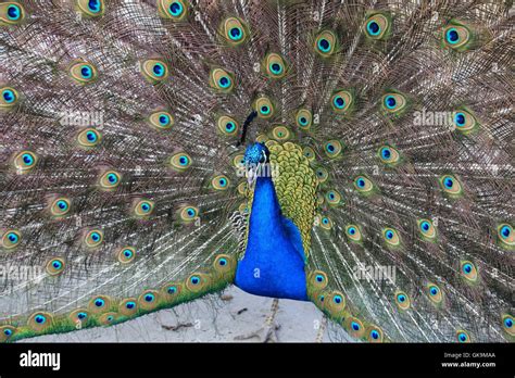 peacock in closeup Stock Photo - Alamy