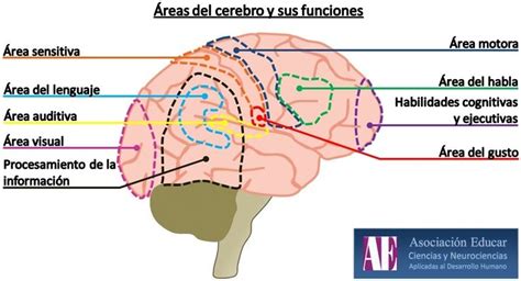 Reas Del Cerebro Y Sus Funciones Anatomia Del Cerebro Humano