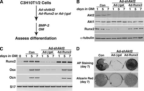 Runx2 Reverses The Inhibitory Effects Of Akt2 Knockdown On