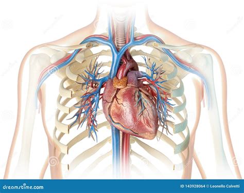 Coeur Humain Avec Des Navires La Cage Thoracique Et L Arbre Bronchique